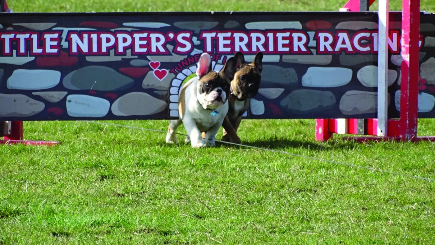 Ridgeside Little Nippers terrier racing display at The Alresford Show