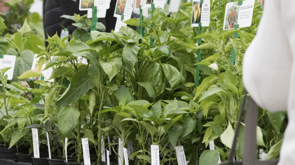 Stall of fresh green produce and herbs