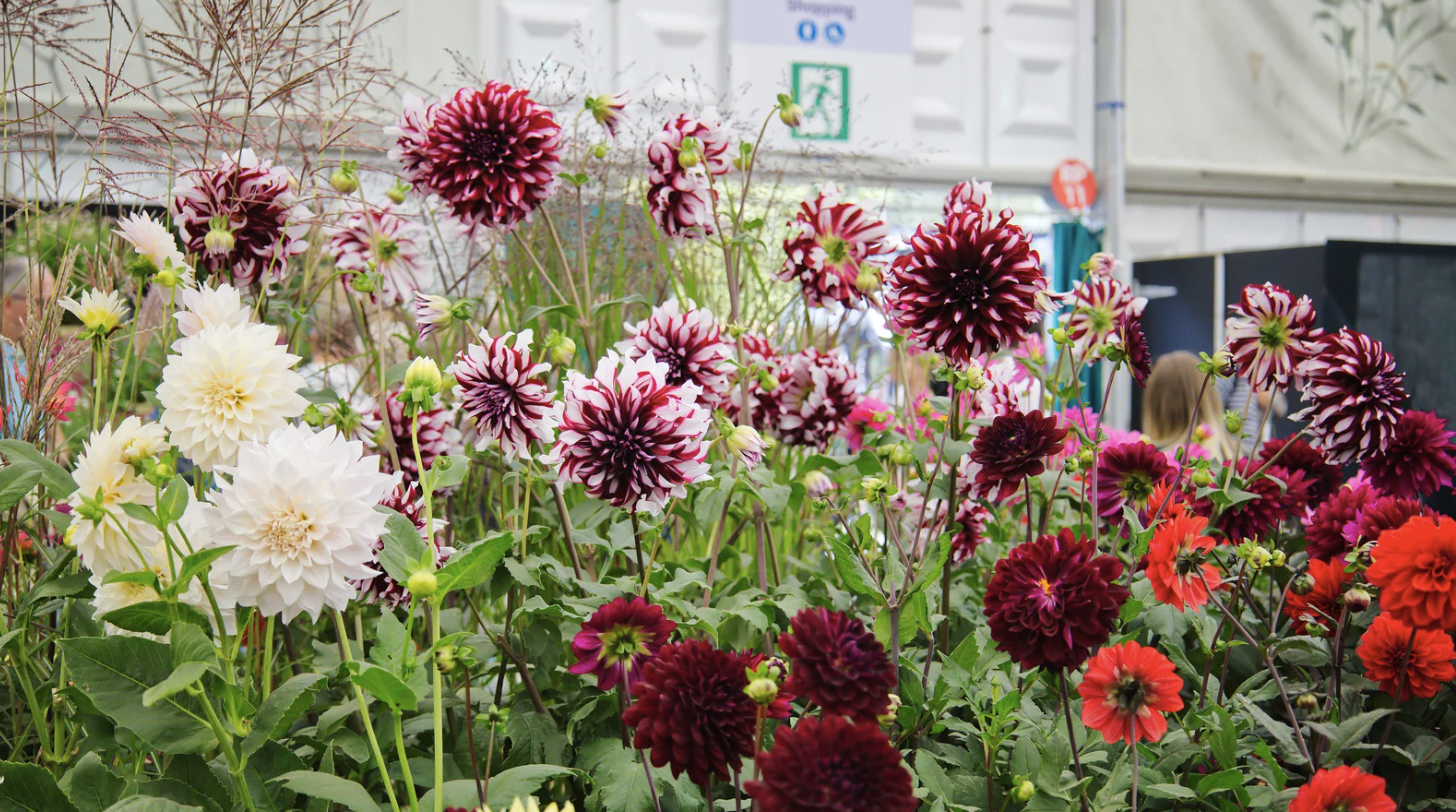 Blooming flowers on display in the horticultural competition