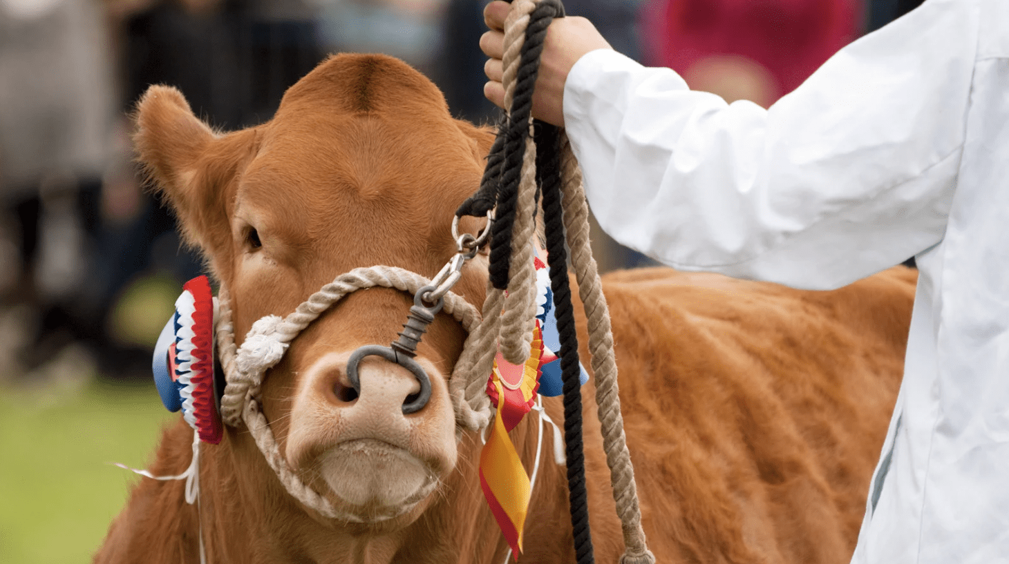 Close-up of a young calf at The Alresford Show