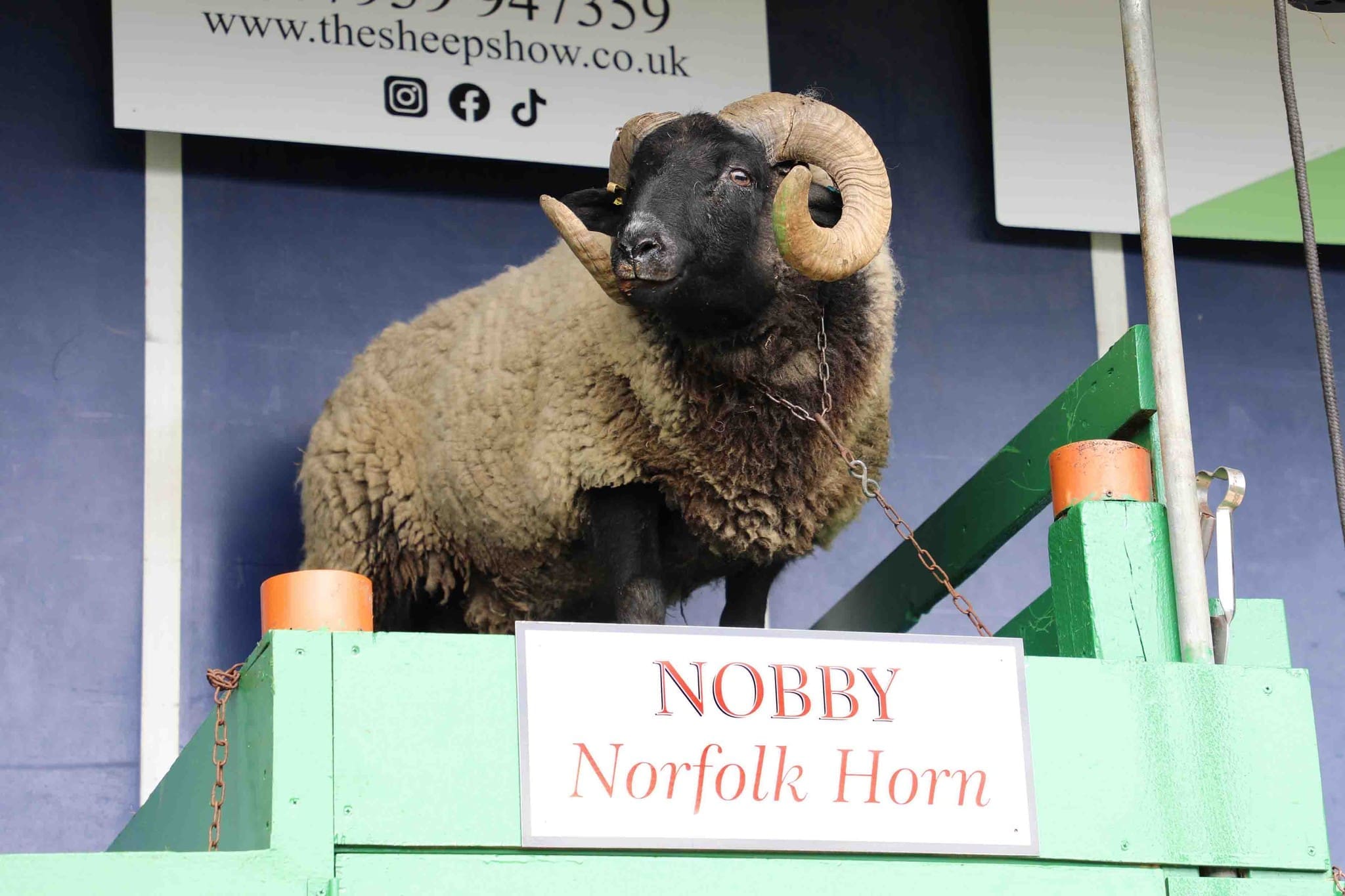 The Sheep Show live demonstration at The Alresford Show