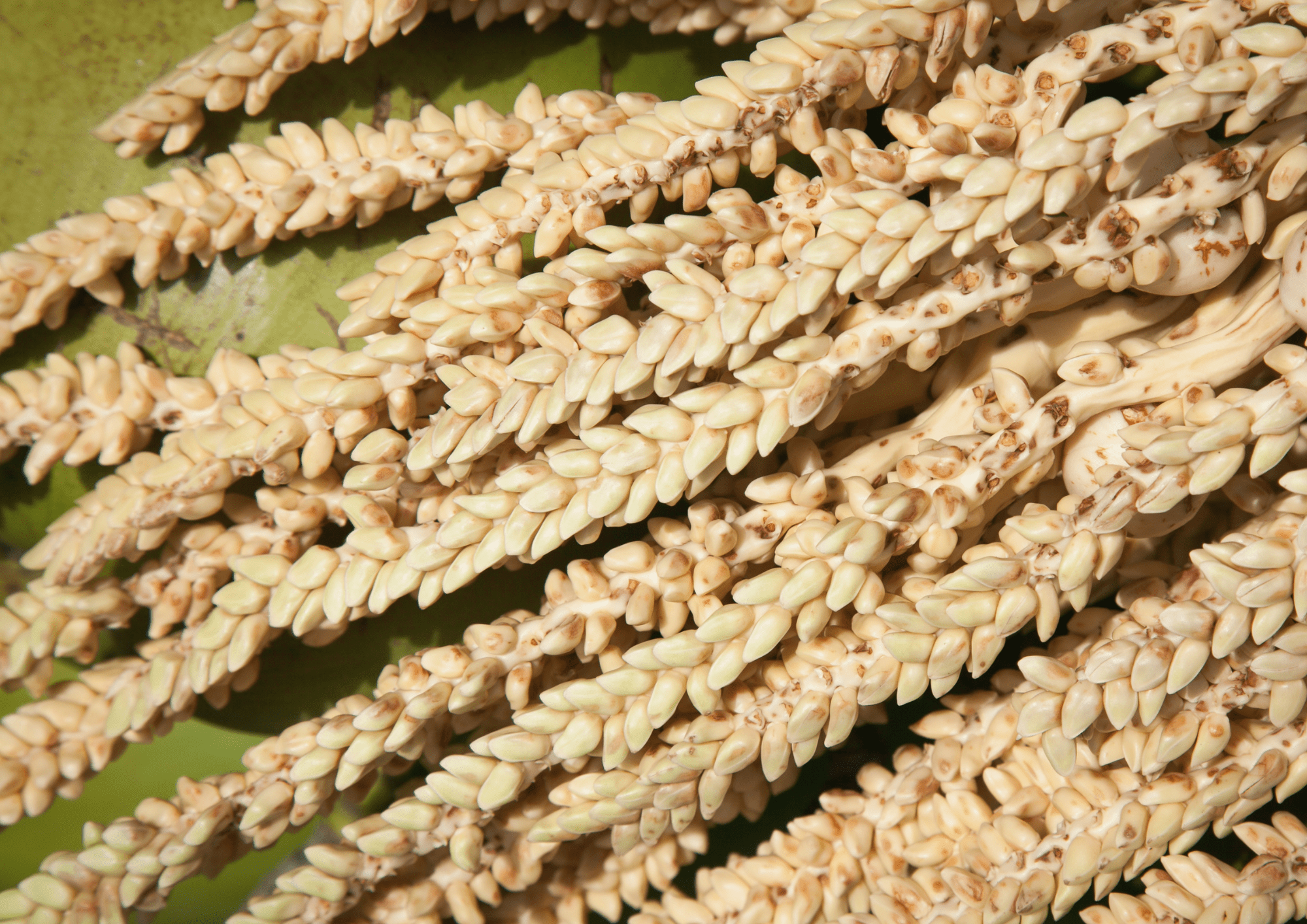 Close-up of harvested grain on display at The Alresford Show