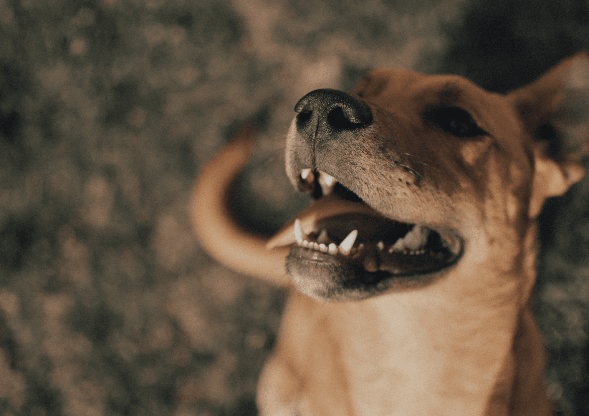 Dog with tongue out at The Alresford Show – pet-friendly event