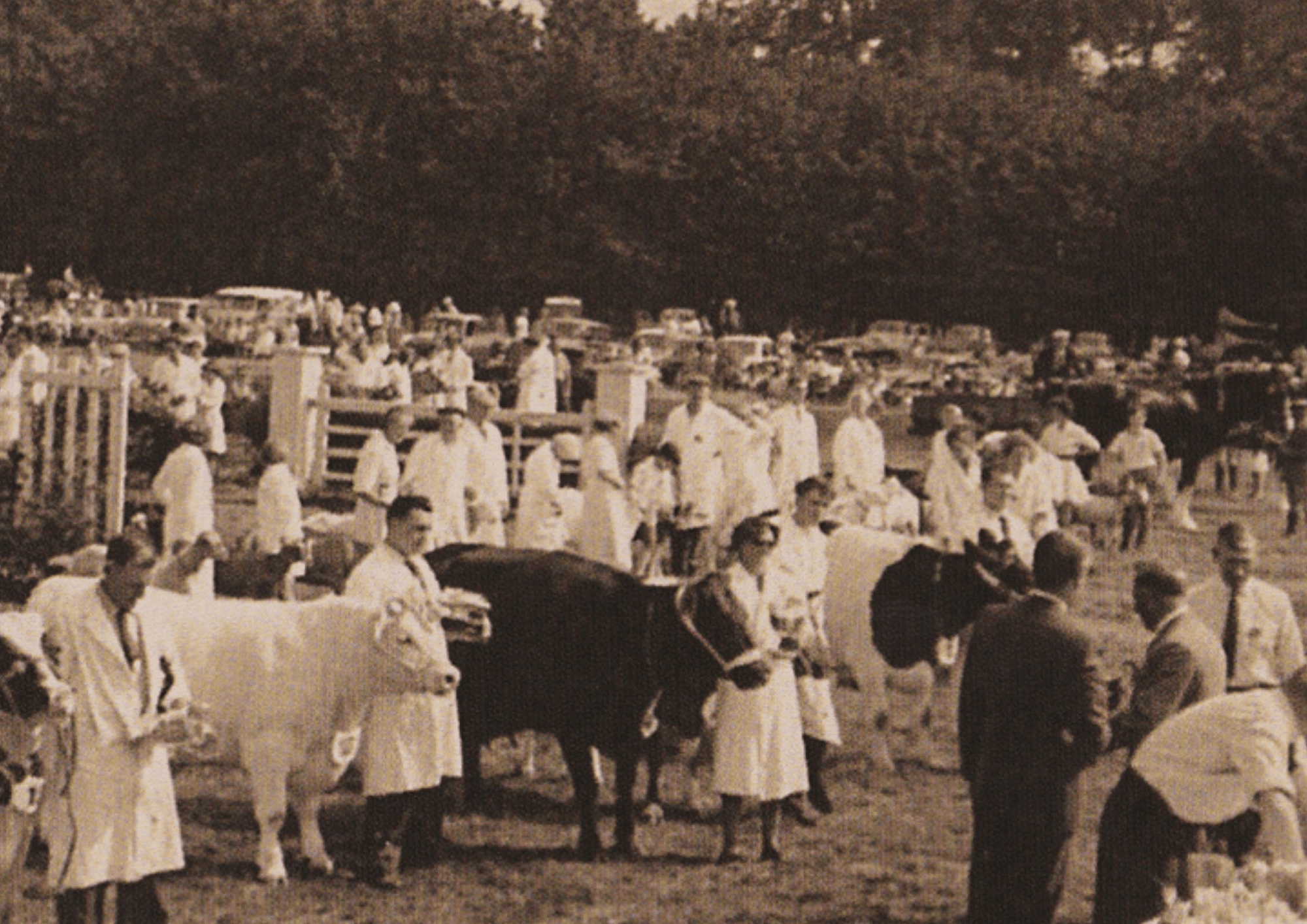 Historic photo of cattle show at early Alresford event