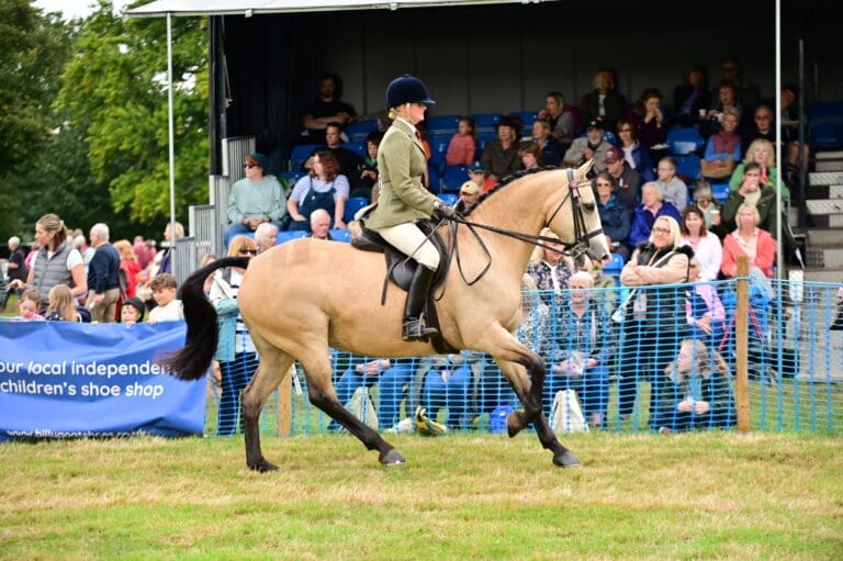 Rider and horse in mid-jump during showjumping
