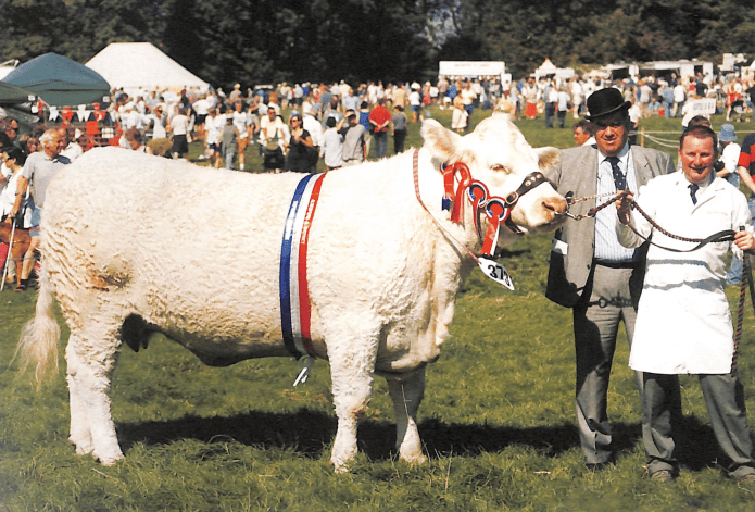 Cow in competition at The Alresford Show with winner ribbons